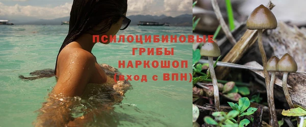 PSILOCYBIN Балабаново